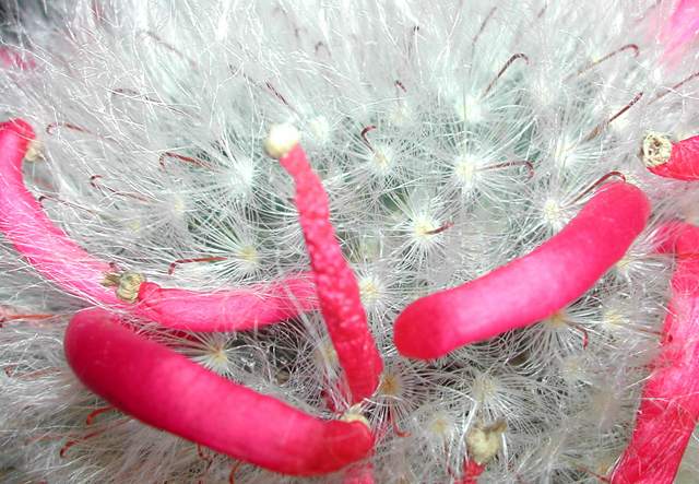 Mammillaria bocasana var. splendens (2).jpg